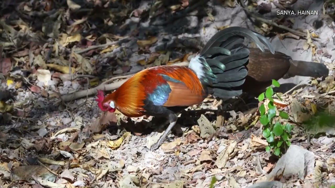 Wild red junglefowl spotted foraging in tropical forests of southern China's Hainan