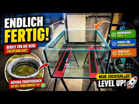 AQUARIUM finally finished! Installation in the new breeding facility + Artemia breeding update
