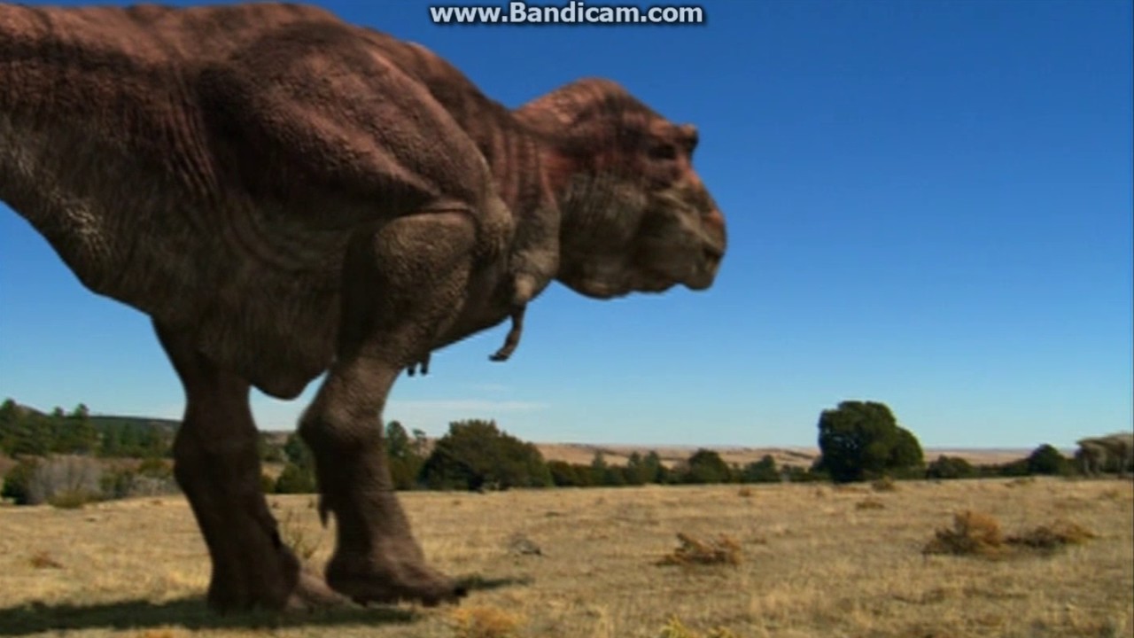 Little das hunt Clearance