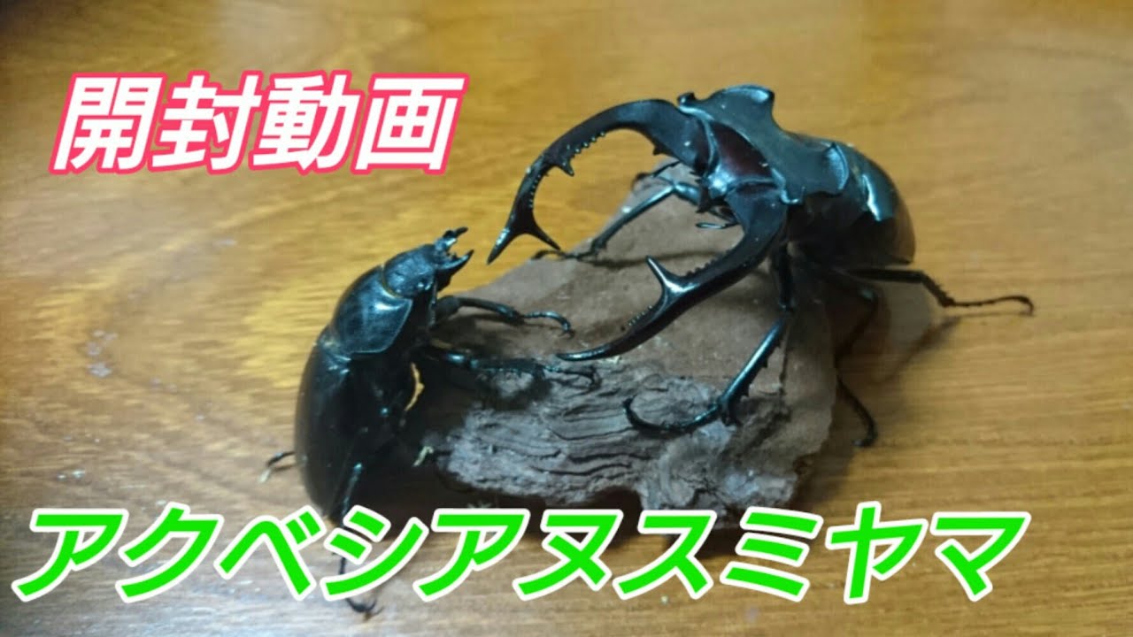 開封動画】アクベシアヌスミヤマクワガタ降臨 - YouTube