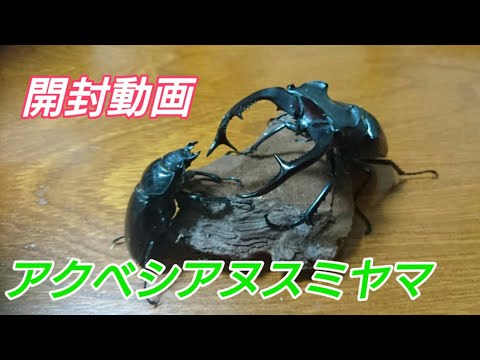 開封動画】アクベシアヌスミヤマクワガタ降臨 - YouTube