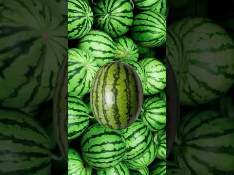 هاي الموطه برد برد