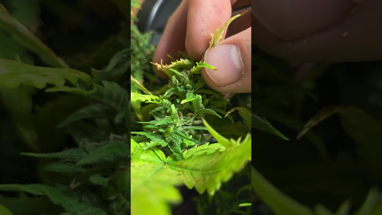 Pollen sacs. Feminized Pollen.  STS reversal