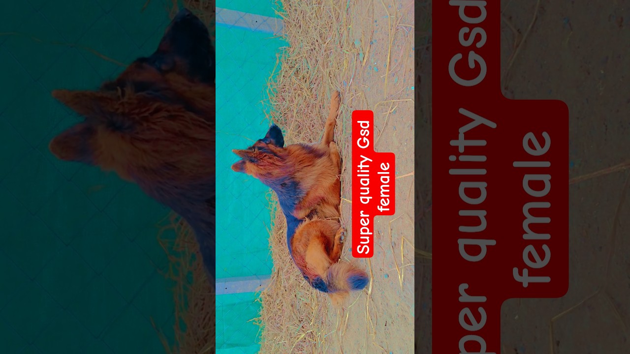 Super quality gsd female 