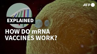 Covid-19: understanding mRNA vaccines | AFP Net Worth