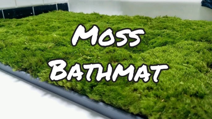 ThreadBanger on X: The Mat. The Myth. The Legend. DIY Moss Bathmat!  #alienplant #pleasekittiesdonteatit    / X