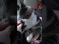 Chase that Tail! #bottlefedbaby #databatin #dailyrituals #funny