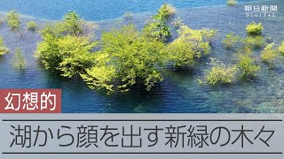 「心が洗われる」青と緑のコントラスト　期間限定のダム湖の水没林