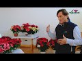 Poinsettia Specialties &amp; Superba family 2022 - Video 03 - English