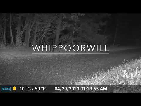 Sounds of the Whippoorwill