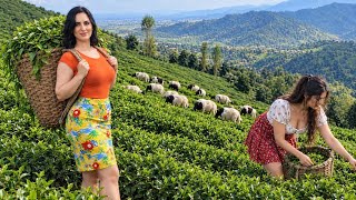 Village Life Style | Harvesting Fresh Tea Leaves in the Village Tea Garden 🍃🌿