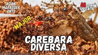 Carebara diversa 1st Meal - Population Boom | 46-Day Update