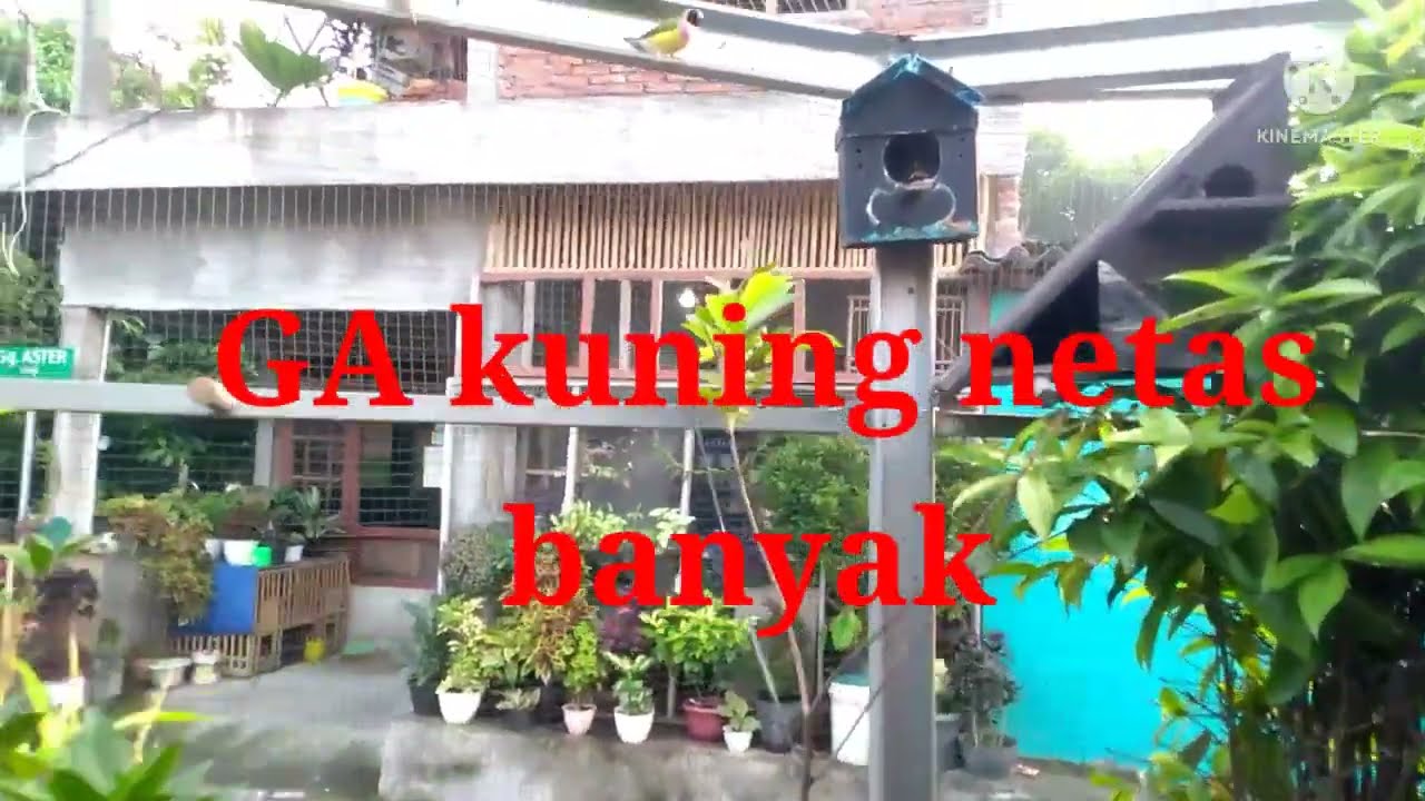 FAKTA baru ternak GOULD AMADINE di aviary 
