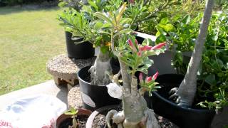 This is an quick intro to a series of videos that i will do on the
desert rose (adenium) plant. also special video with my dad and have
him condu...