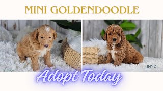 Unyx & Urby sweet F1b Minigoldendoodle male puppies   . Watch as they play.