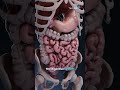 Human Anatomy | Virtual Reality in SenseXR | Human Body Facts