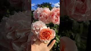 🥀🌹🌸