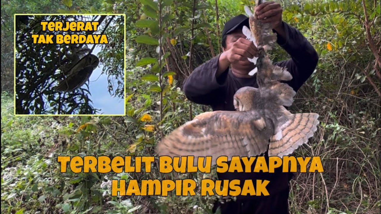 Dari jauh Tiba -tiba lihat burung ini bergelantungan, langsung kita selamatkan 😨