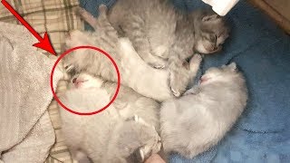 КОТЯТА СПЯТ ИЛИ СЛУЧИЛАСЬ БЕДА? КОТЯТА СПЯТ ИЛИ СЛУЧИЛАСЬ БЕДА?