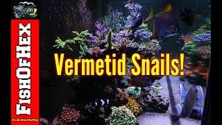 The Dreaded Vermetid Snail And How I Got Them | Now What?