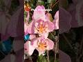 Орхидея Манхэттен #orchidworld