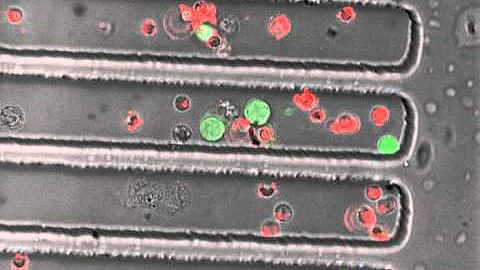 Weinberger Lab - Time-Lapse Microscopy of Lymphocytes