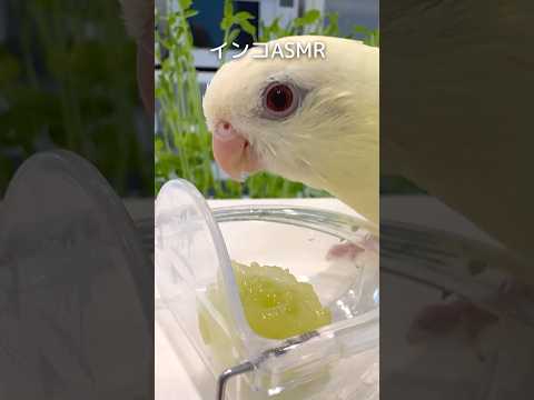 【ASMR】インコがシャインマスカットを食べる心地よい音