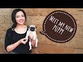 Pug Puppy First Training Session| Cutest and Funniest Puppy 🐶