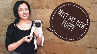 Pug Puppy First Training Session| Cutest and Funniest Puppy