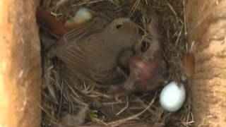 Spring Alive - eviction behaviour of Cuckoo chick