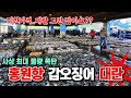 세상에 이런 미친 물량 처음이야! 갑오징어 갈치 폭락? 똥값? 그물터진 서천 홍원항 경매장 바닥 뒤집어졌다!