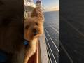 Bone Finders - Lizzy the Yorkie Cruising to Jamaica