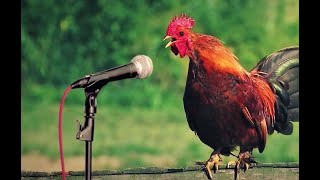 Funny chicken singing a song | Funny video | Viral video #tonyfunworld