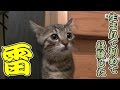 【第77話】人生初の雷の音にビビる子猫(面白い&可愛い子猫)Kitten first thunder