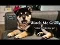 Shiba Inu Puppy (8 weeks) to 1 Year | Compilation | Tiny Rick The Shibe