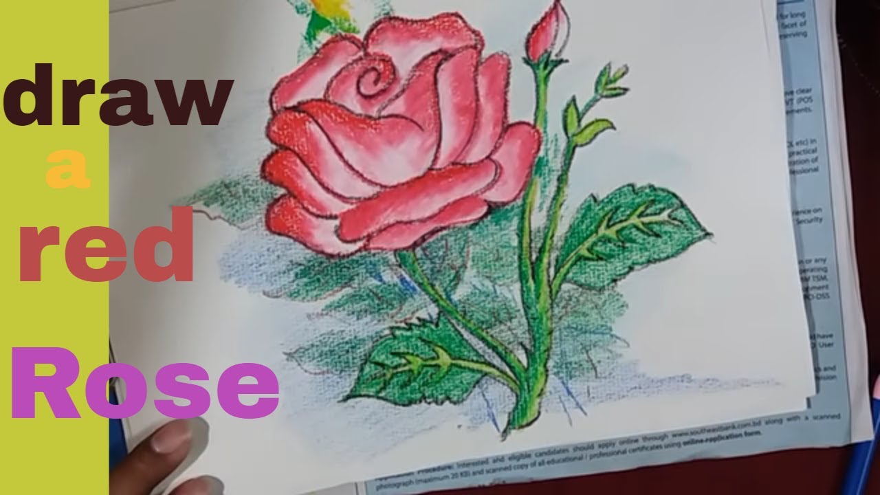 How To Draw A Beautiful Red Rose Flower Draw A Rose Flower Step By Step In Color Pencil Oil Pastel Youtube