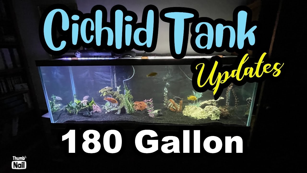 180 gallon Cichlid Tank Update