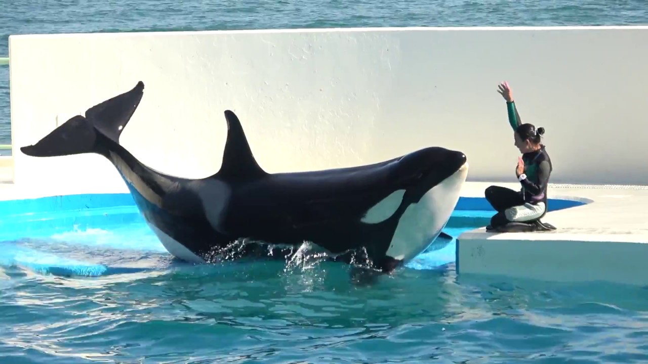 シャチパフォーマンス♪（2018/05/20） 15：00～