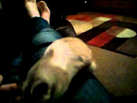 do dogs eat hamsters