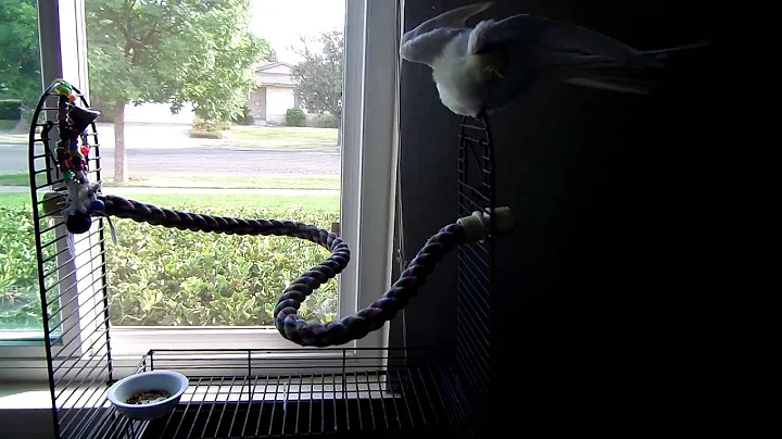 Cockatiel shower