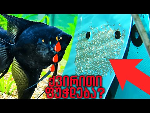 ტრაგედია ახლოვდება? ქვირითი ფუჭდება? 24 საათი გავიდა ქვირითობიდან #5