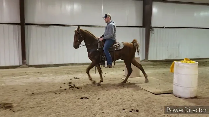 #23 "Lloyd" - 4J Horse Sale 2022