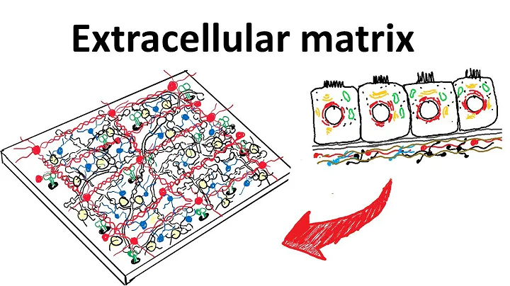 Extra cellular matrix