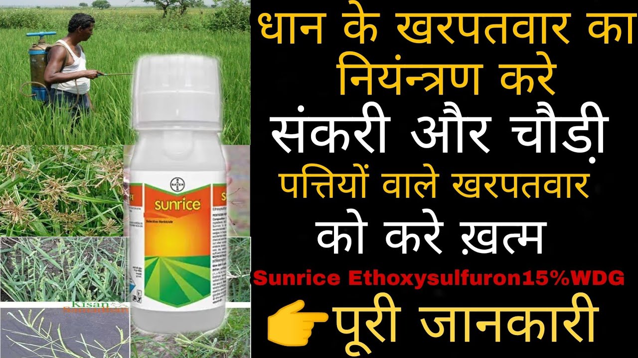धान के खरपतवार का नियंन्त्रण करे bayer Company का Sunrice