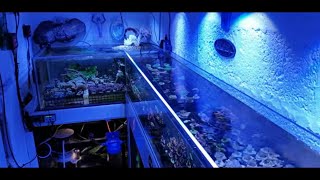 Bench Tank and Coral Room Tour