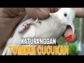 Cara Merawat Perkutut Katuranggan TUMBAK CUCUKAN