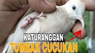 Cara Merawat Perkutut Katuranggan TUMBAK CUCUKAN