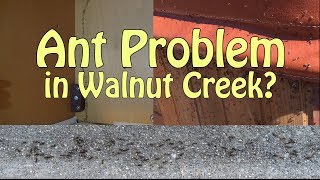 Walnut Creek Ant Pest Control