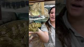 Celebrity #snakes #eggs #hatching #wild #reptiles (4) Wealth