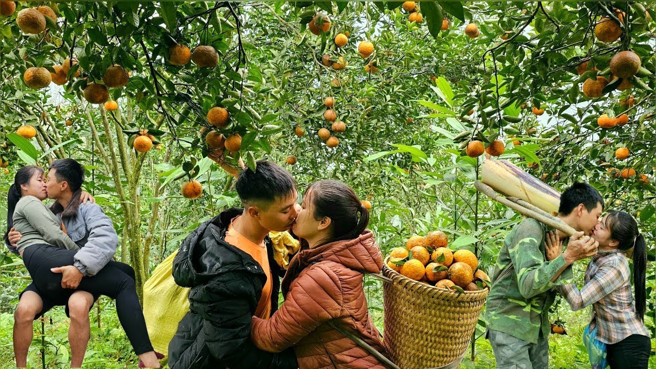 Full Video 30 days of picking oranges to sell together - Eternal love Simple life